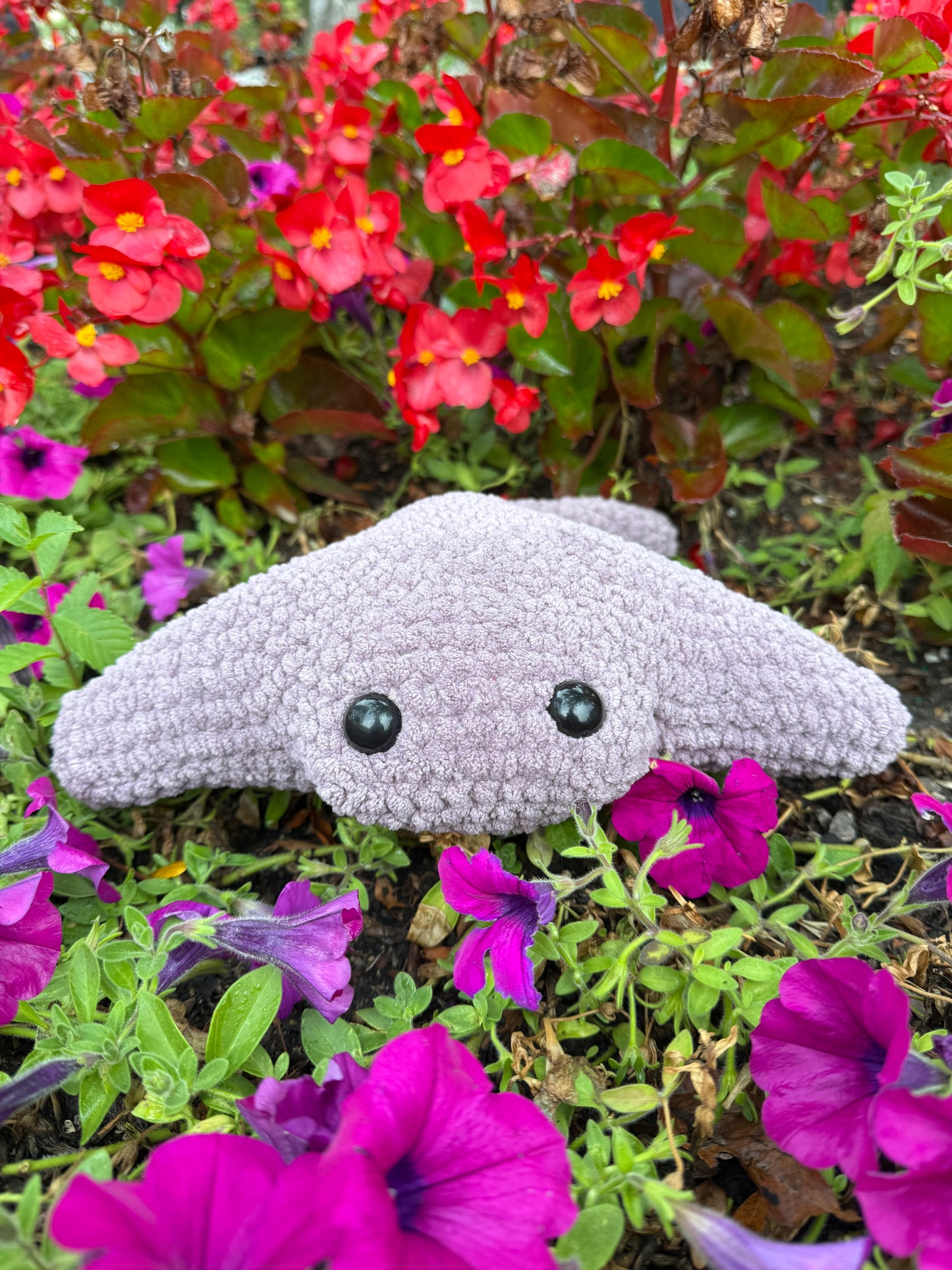 Manta Ray