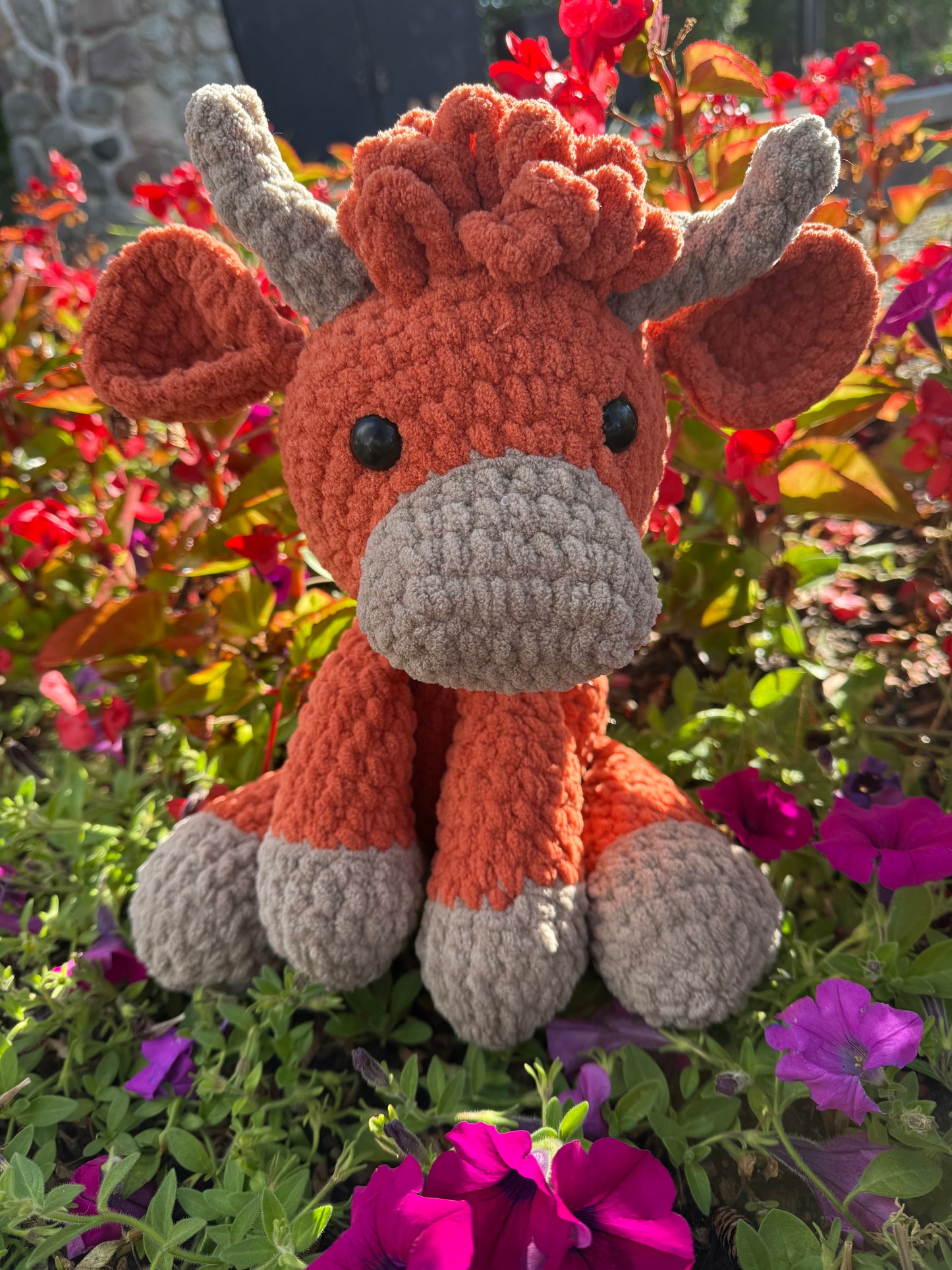 Highland Cow