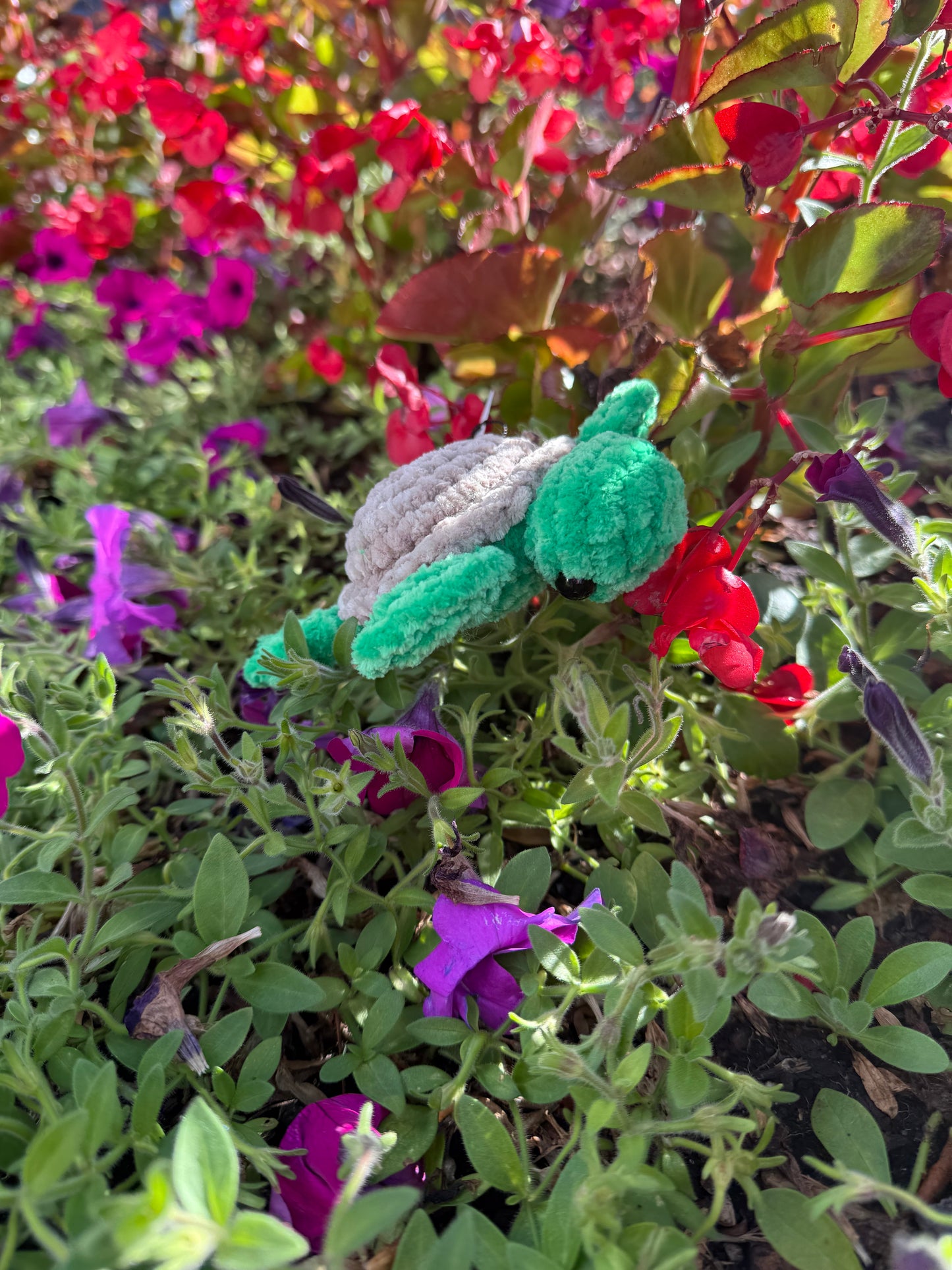 Turtle
