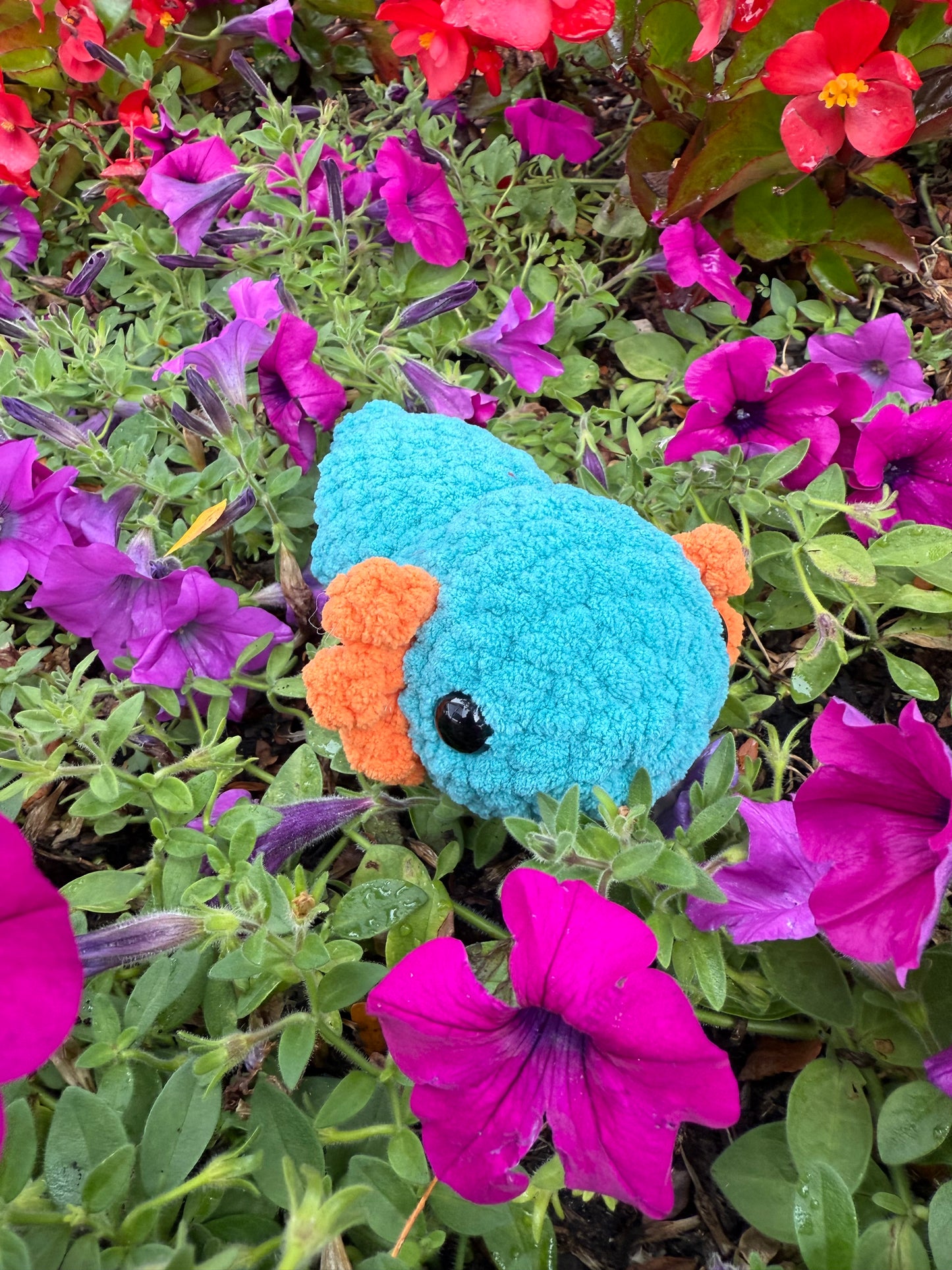 Axolotl