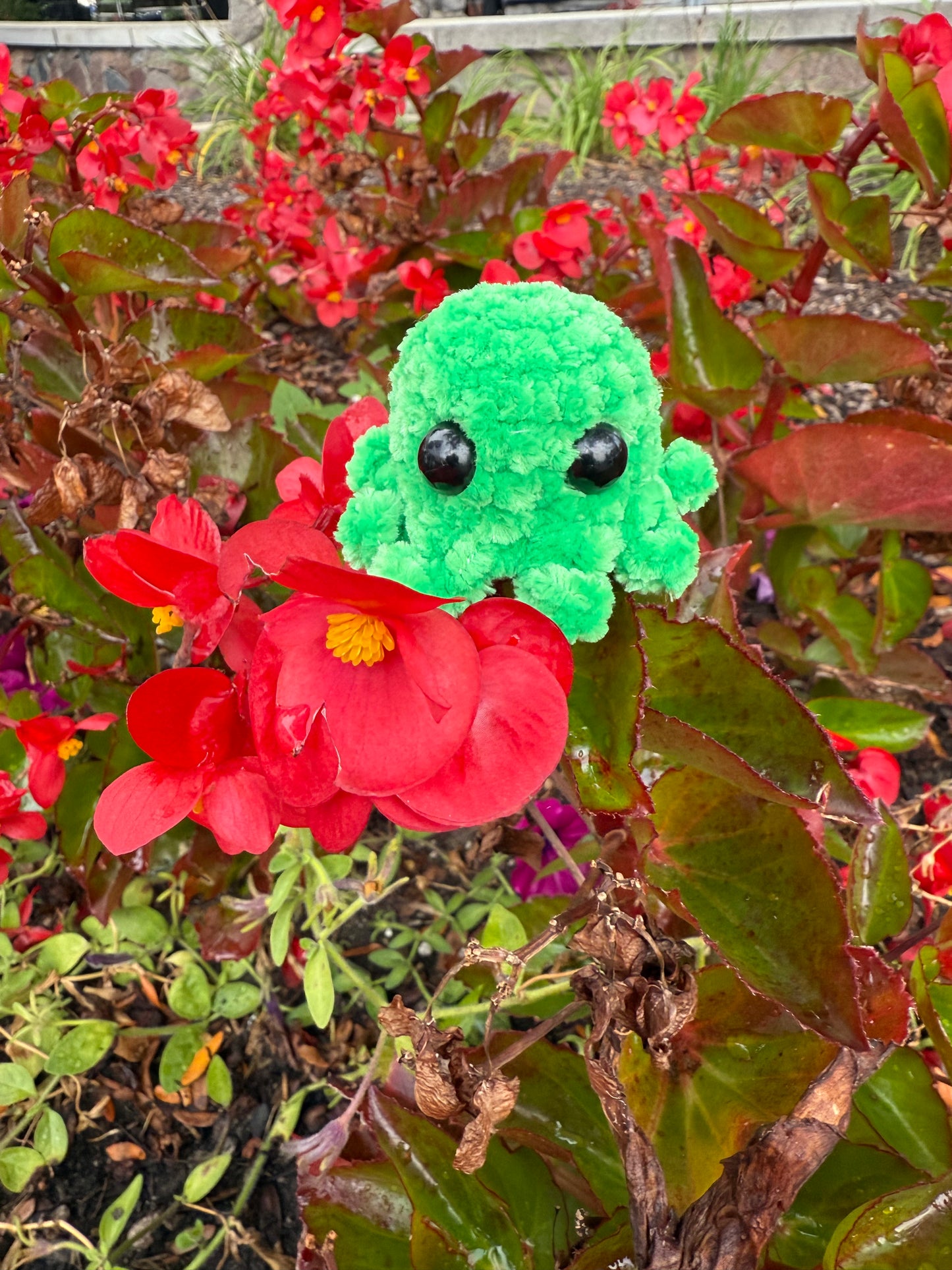 Octopi