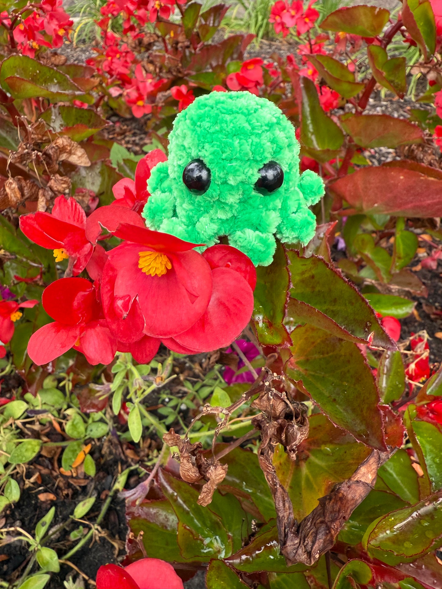 Octopi