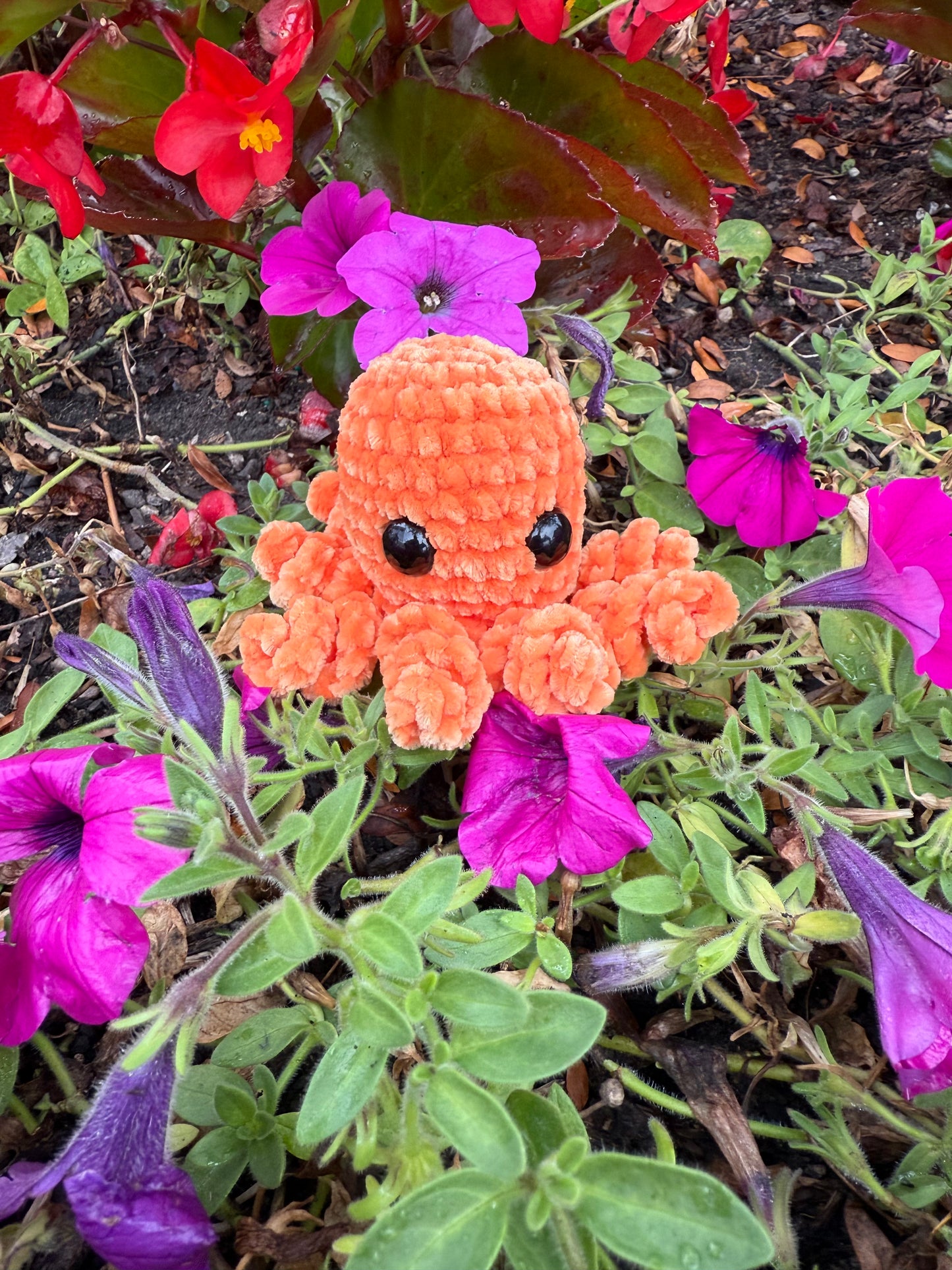 Octopi