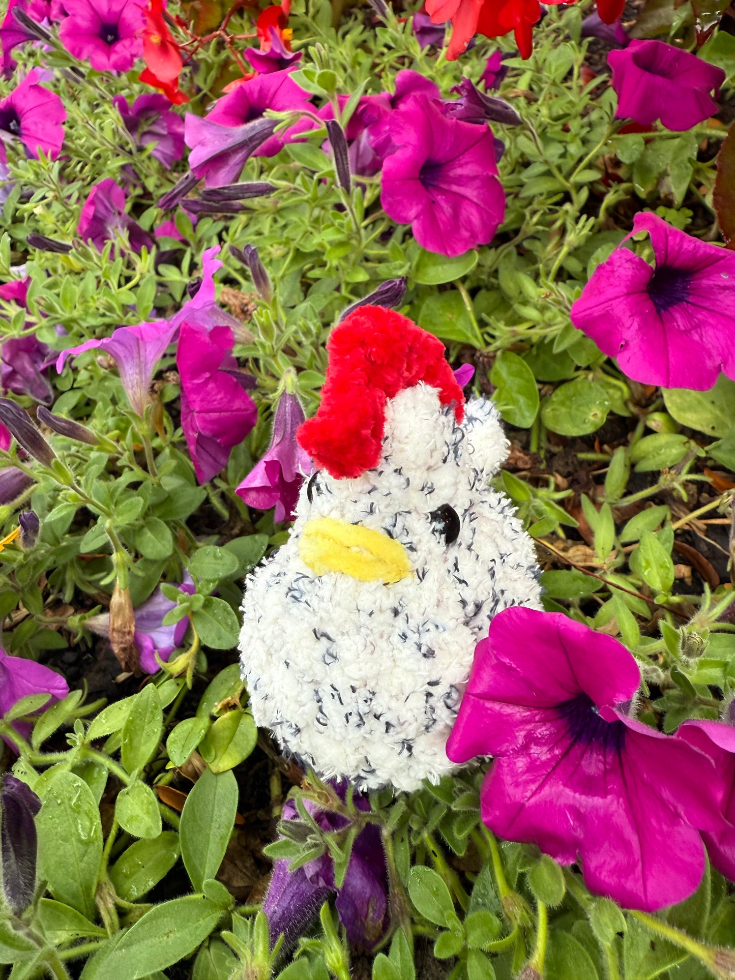 Chickens