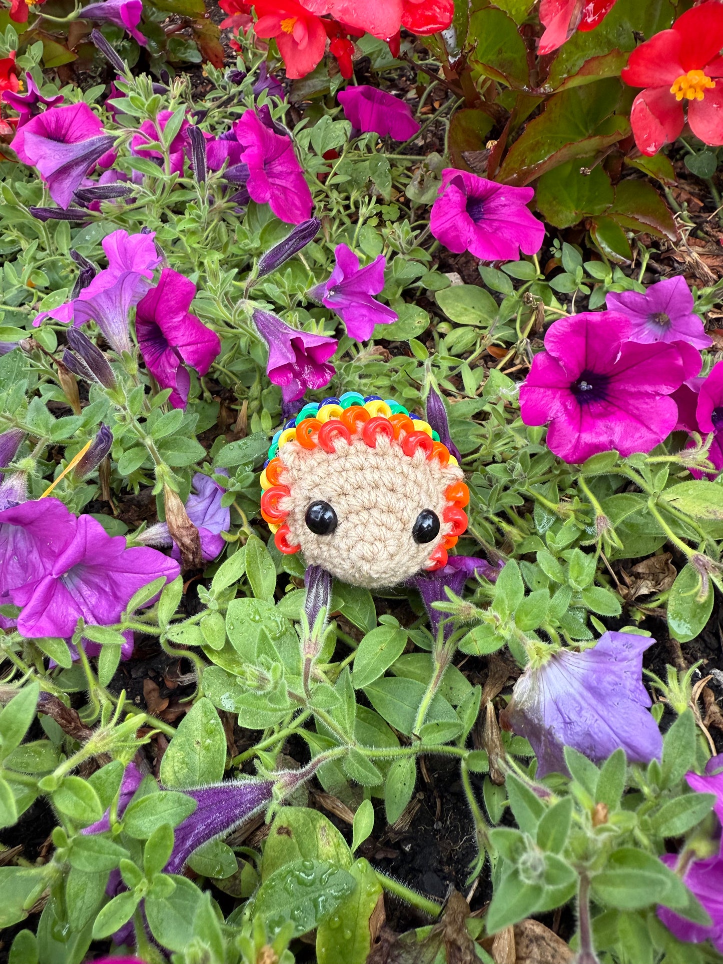 Hedgehog