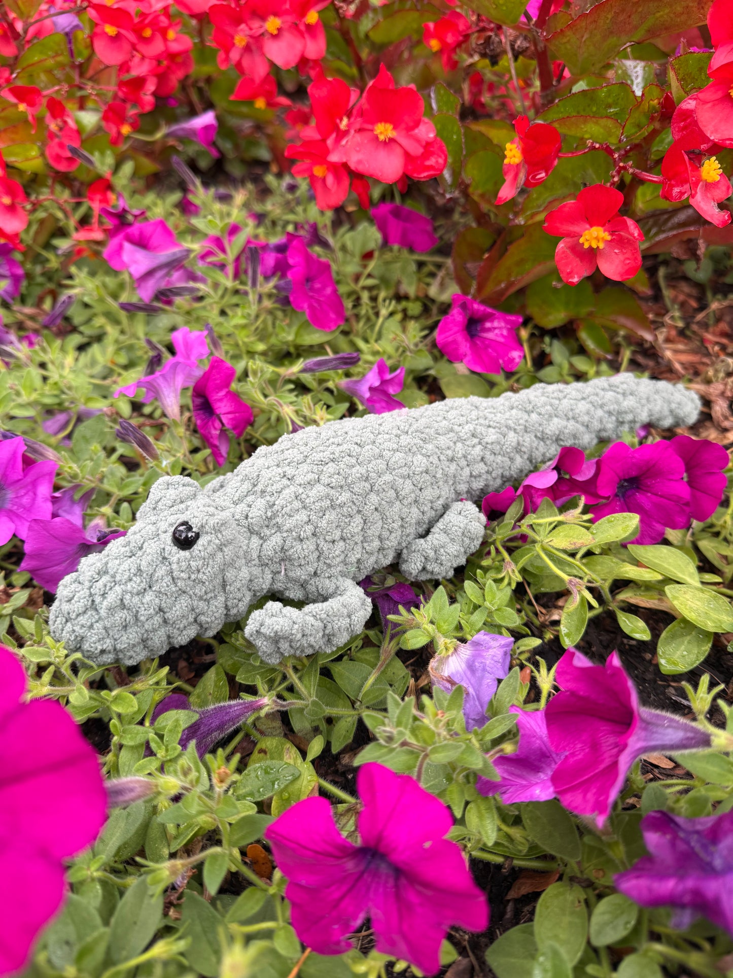 Alligator