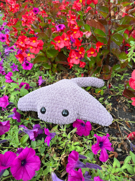 Manta Ray