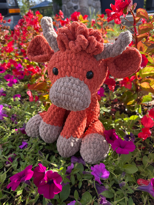 Highland Cow