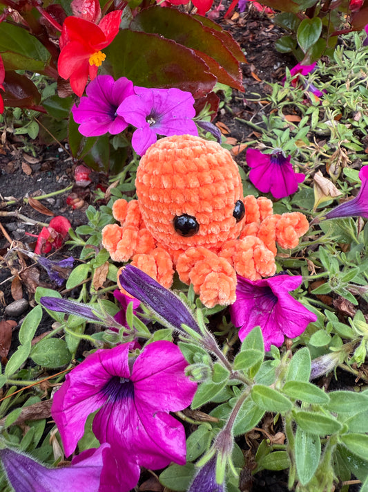 Octopi