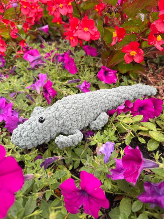 Alligator